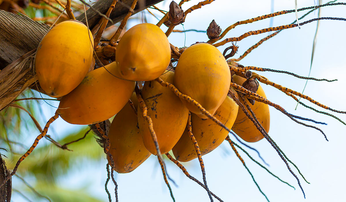 King Coconut Water