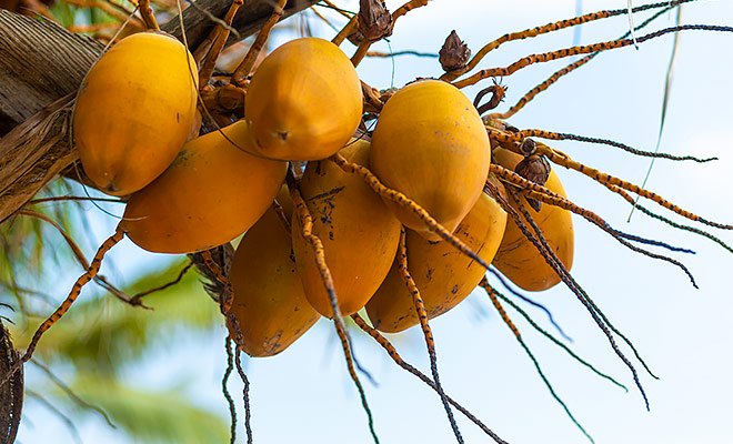 King Coconut Water