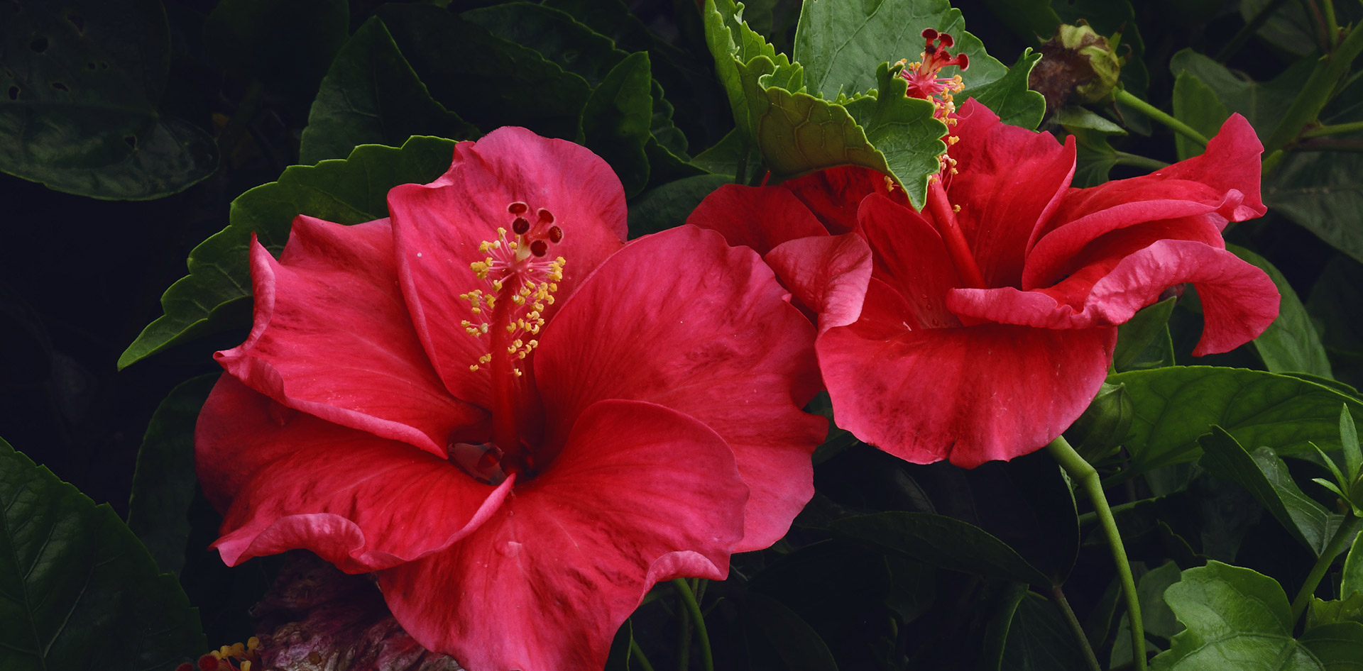 Pure Hibiscus Flower