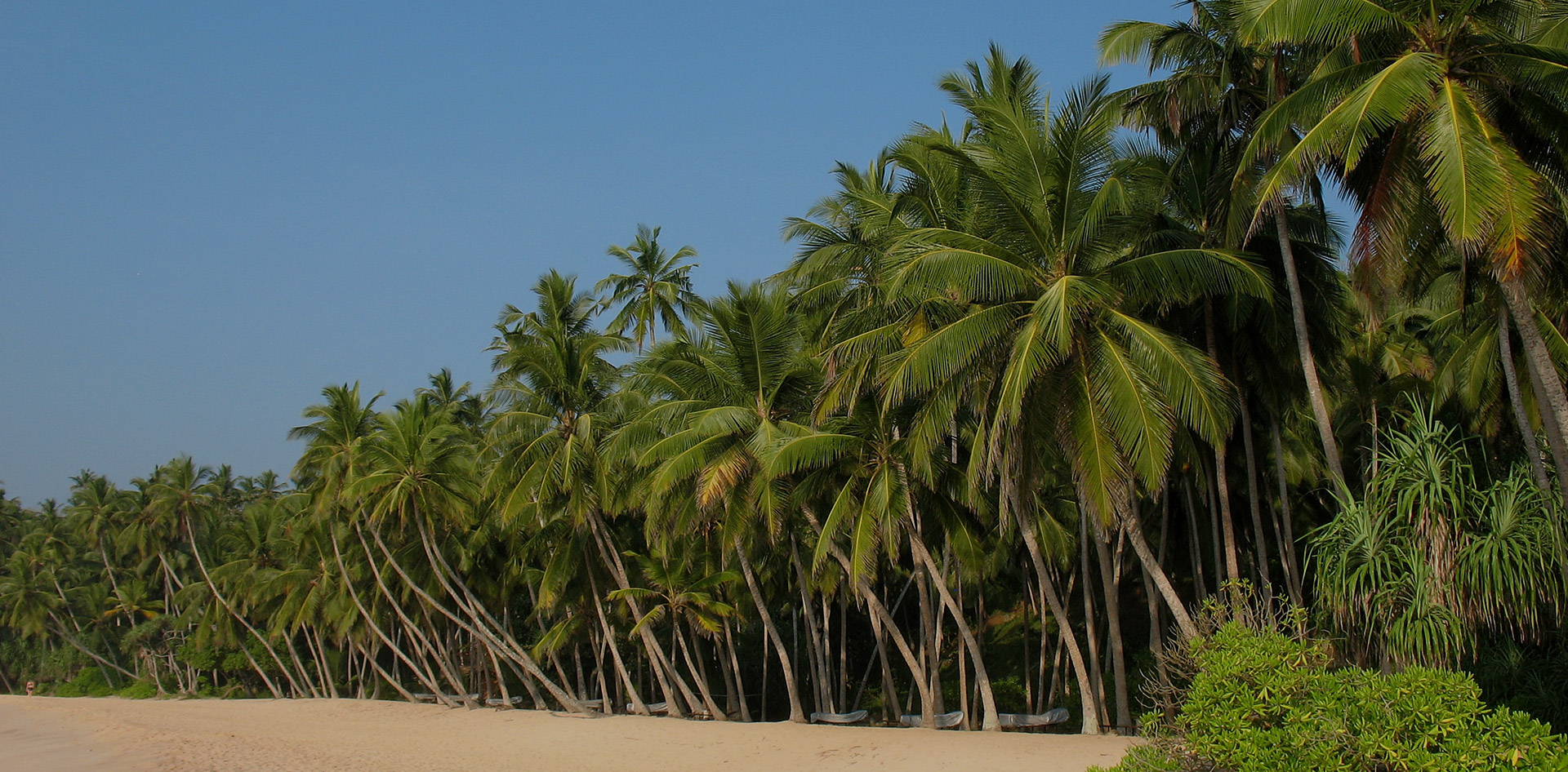King Coconuts from Sri Lanka